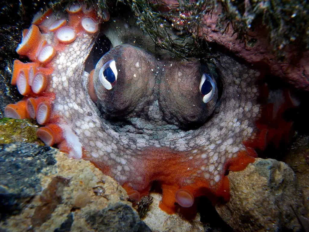Octopus eyes
