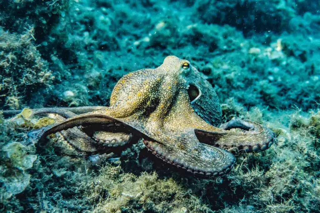 Octopus on sea floor