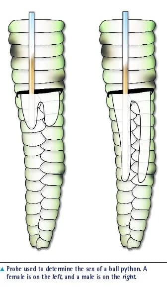 Diagram of probing to determine sex.  Notice how much longer the hemipenes are in the male compared to the female's cloaca. Credit Vetfolio.com
