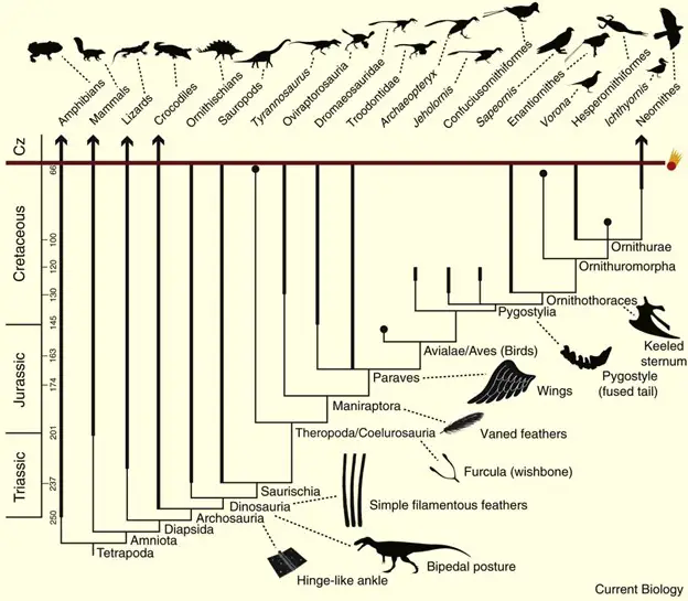 Summary phylogeny (genealogical tree) of birds. From Brussate et al 2015