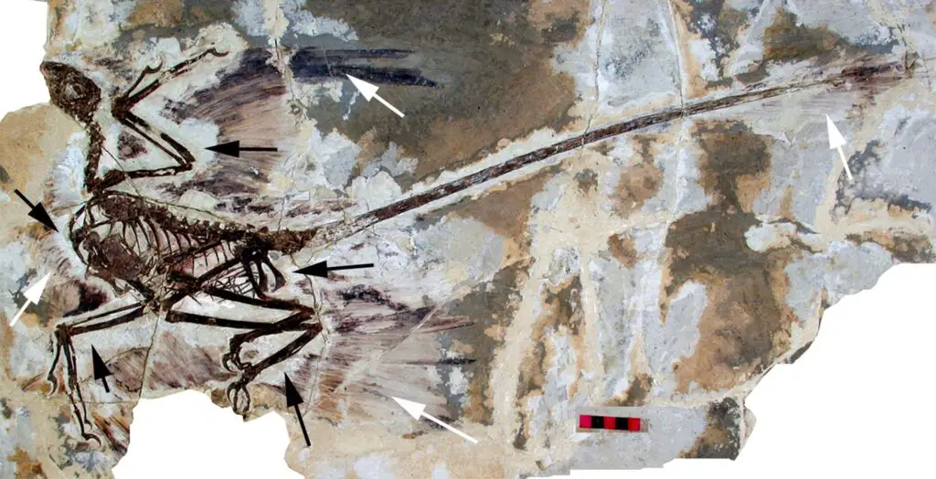 Photo of fossil of a small, feathered dinosaur, Microraptor gui.