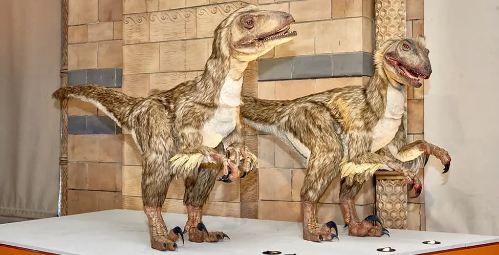 Illustration: Deinonychus lived around 144 million years ago and was likely covered in feathers.