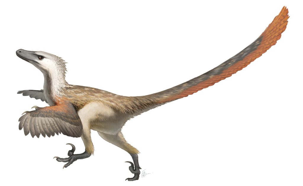 Artistic restoration of Velociraptor mongoliensis, showing large wing feathers as evidenced by the discovery of quill knobs.
Credit: Fred Wierum on Wikimedia