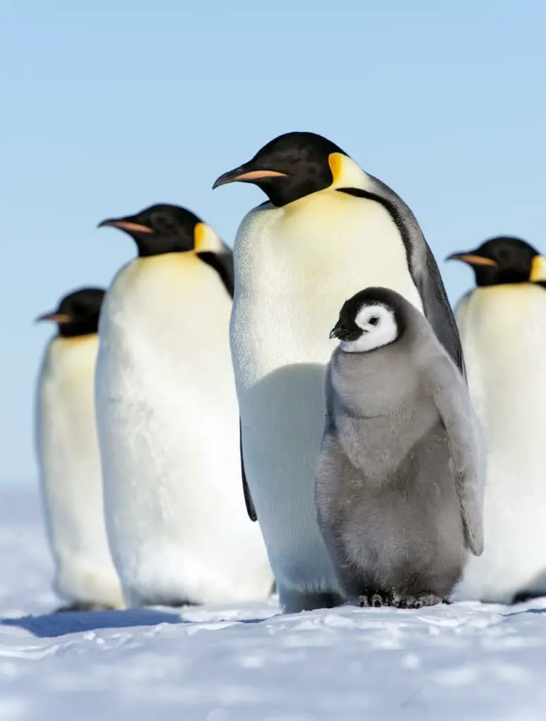Photo of emperor penguins with their chick
