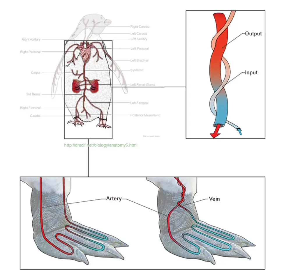 Diagram showing arrangement of blood vessels for cross-current heat transfer in the legs of cold-adapted penguins.
