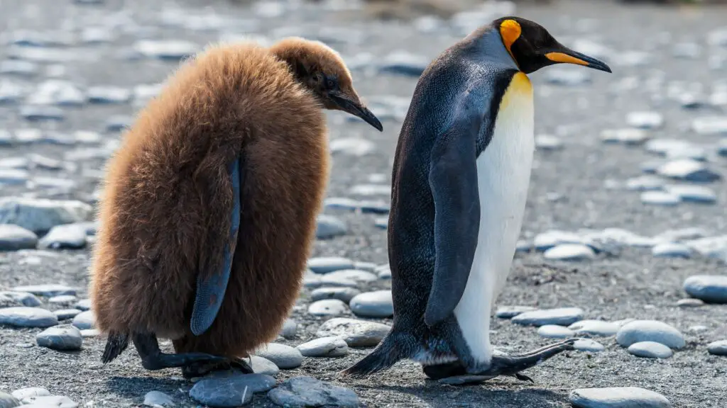 Photo of adult king penguin with large chick that looks bigger than the adult.  Chick is covered in very warm looking brown fuzzy down.