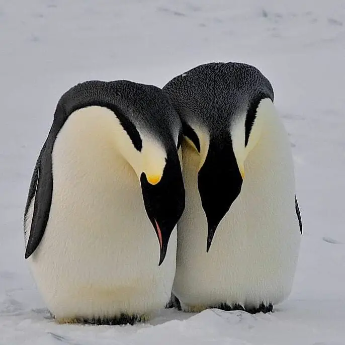 Photo of mating pair of emperor penguins performing a courtship ritual.  Australian Antarctic Program, photo by Rob Cullen.