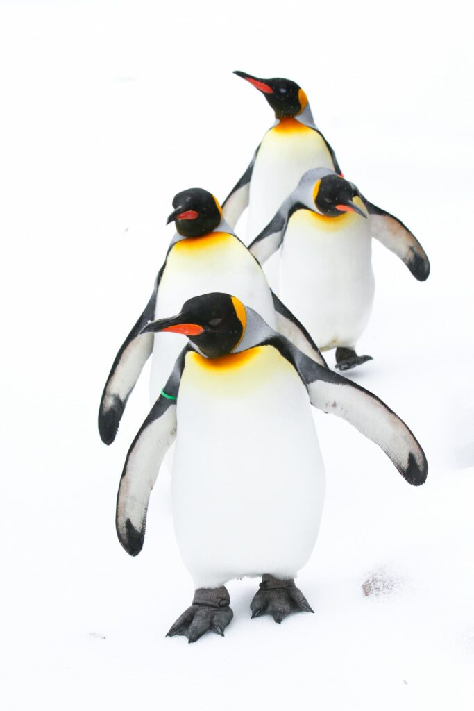 Photo of three adult king penguins walking in snow