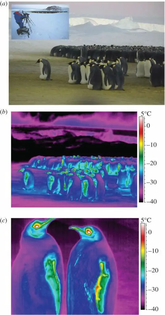 Photos of emperor penguins using thermal camera to show relative temperatures.  Flippers and heads show the greatest heat loss.