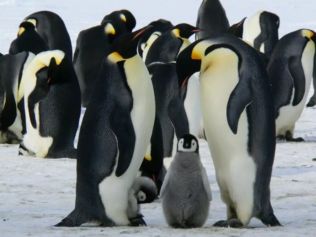 Picture of adult emperor penguins with chicks big enough to stand on the ice on their own.