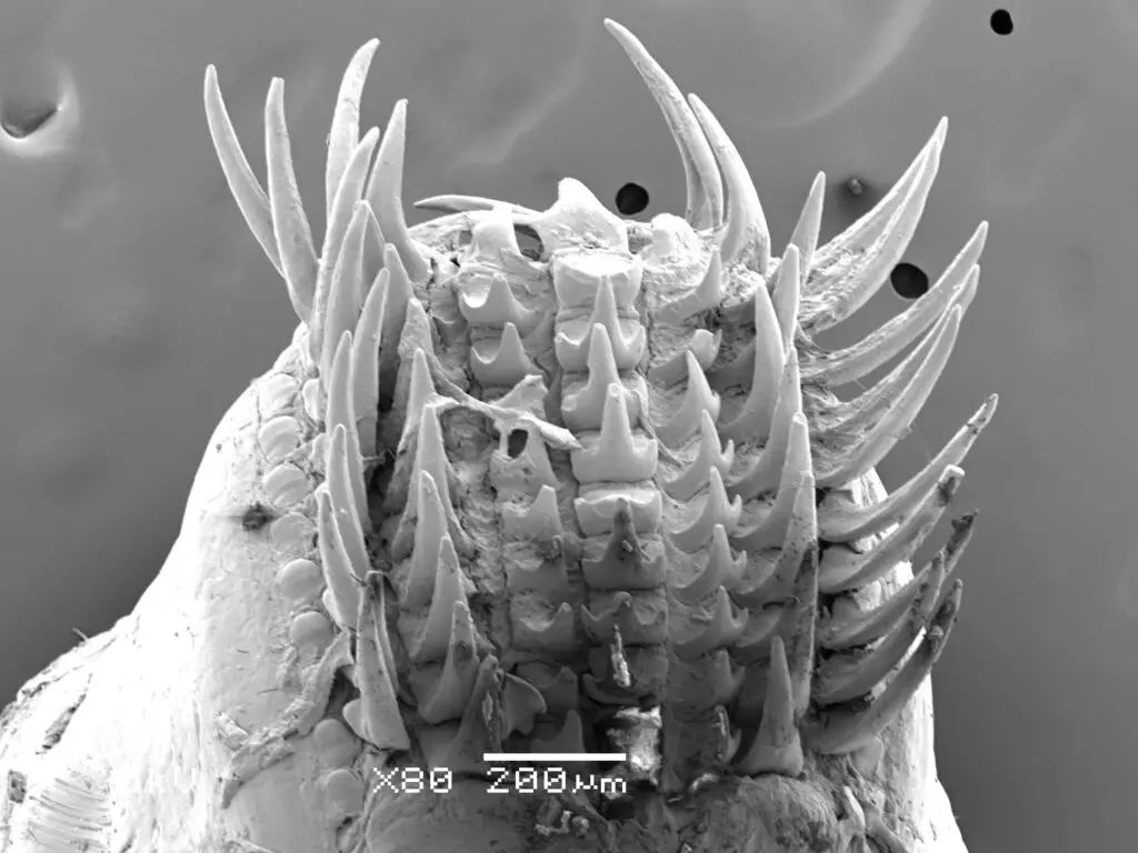 Microscope view of octopus radula showing teeth