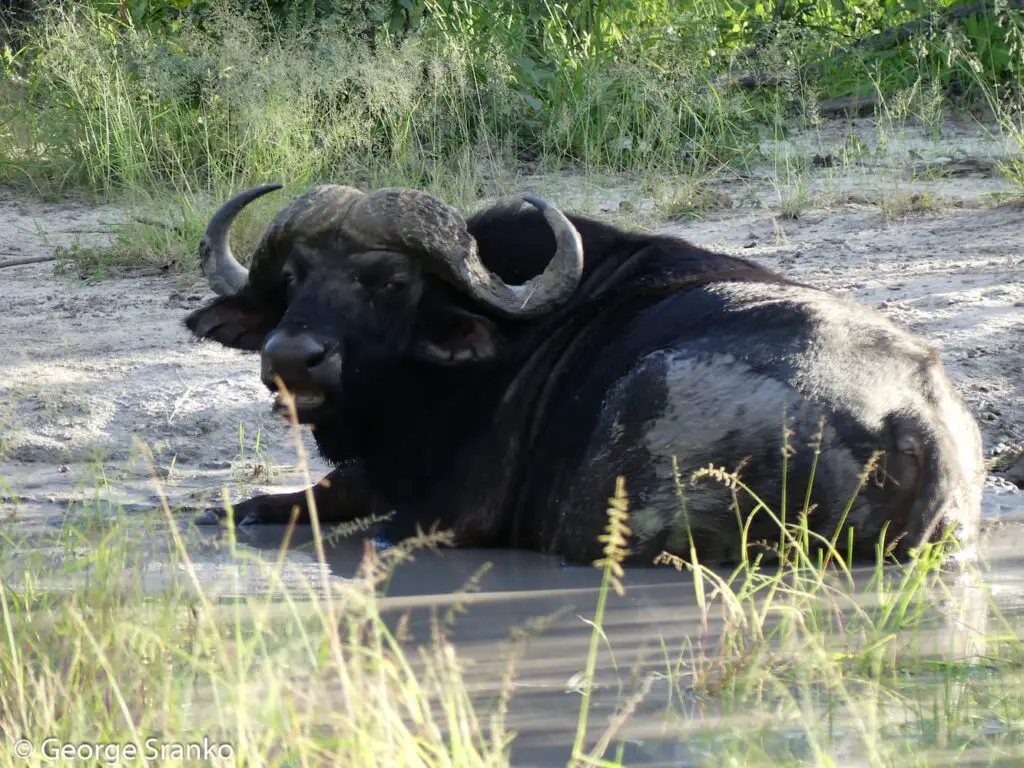 Photo of male buffalo by G. Sranko