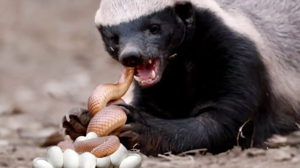Photo of honey badger eating a snake.