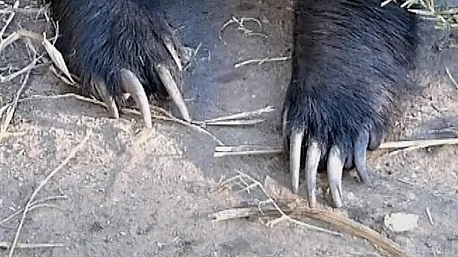 Photo of honey badger claws by G. Sranko