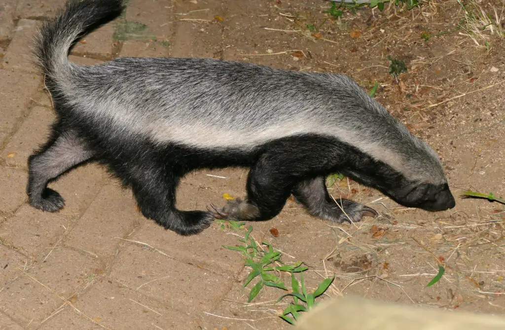 Photo of honey badger