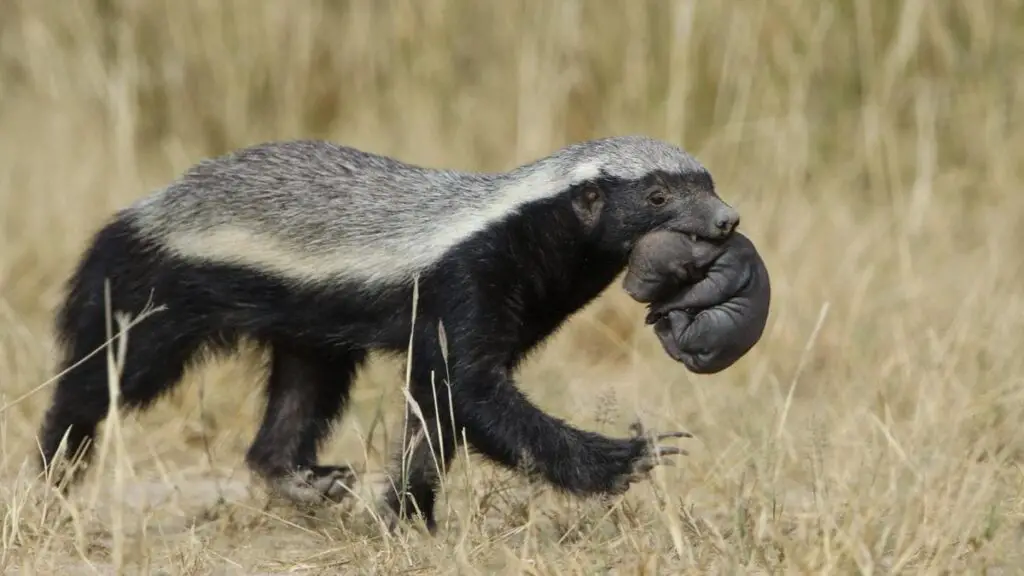 Photo of honey badger carrying its young cub.