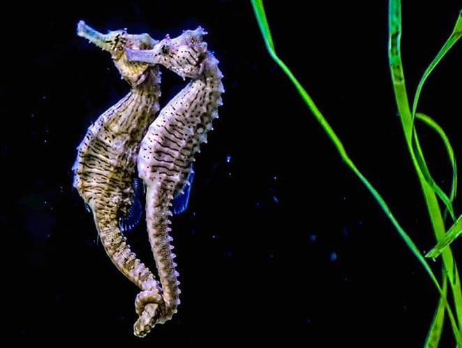 Photo of pair-bonded seahorses performing courtship dance