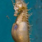 Photo of pregnant male seahorse