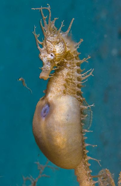 Pregnant male seahorse showing brood pouch