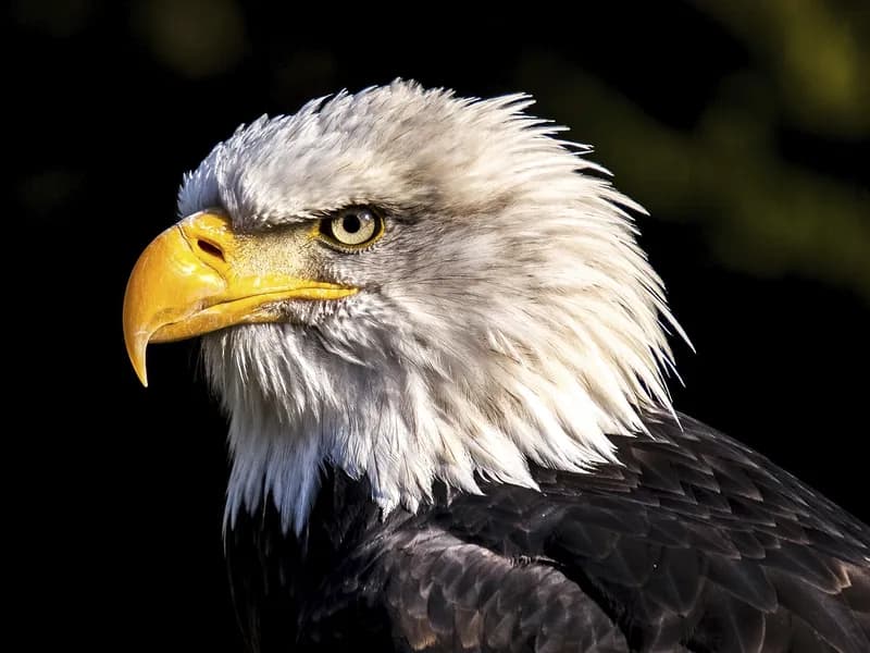 Photo of bald eagle's head