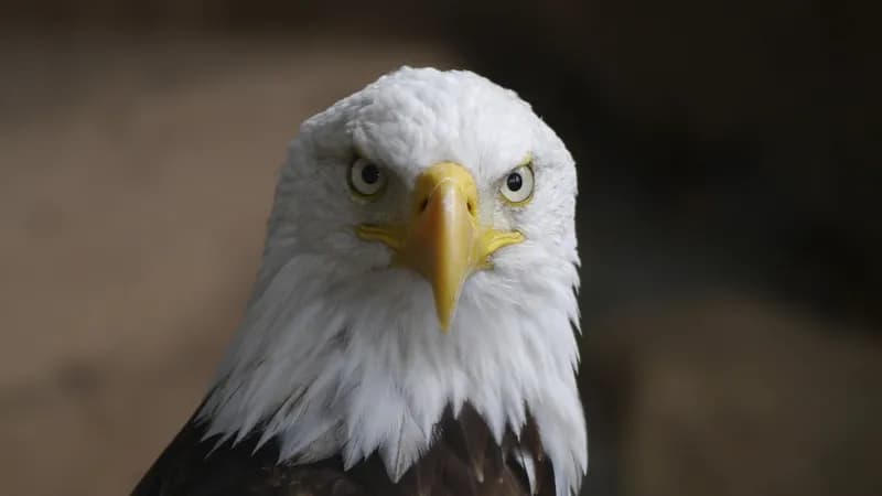 Photo of bald eagle showing head-on view of eyeballs.