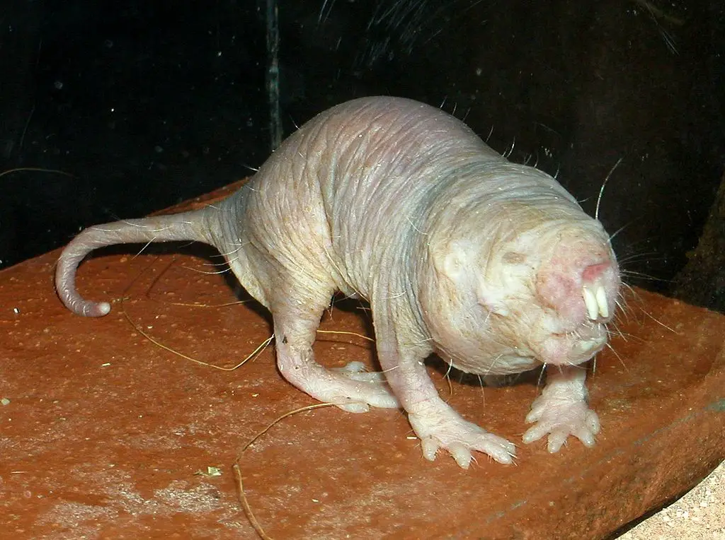 Photo of naked mole rat