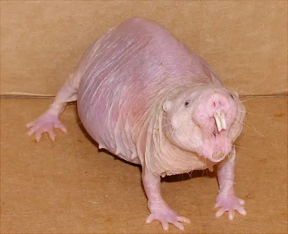 Photo of angry female naked mole rat.