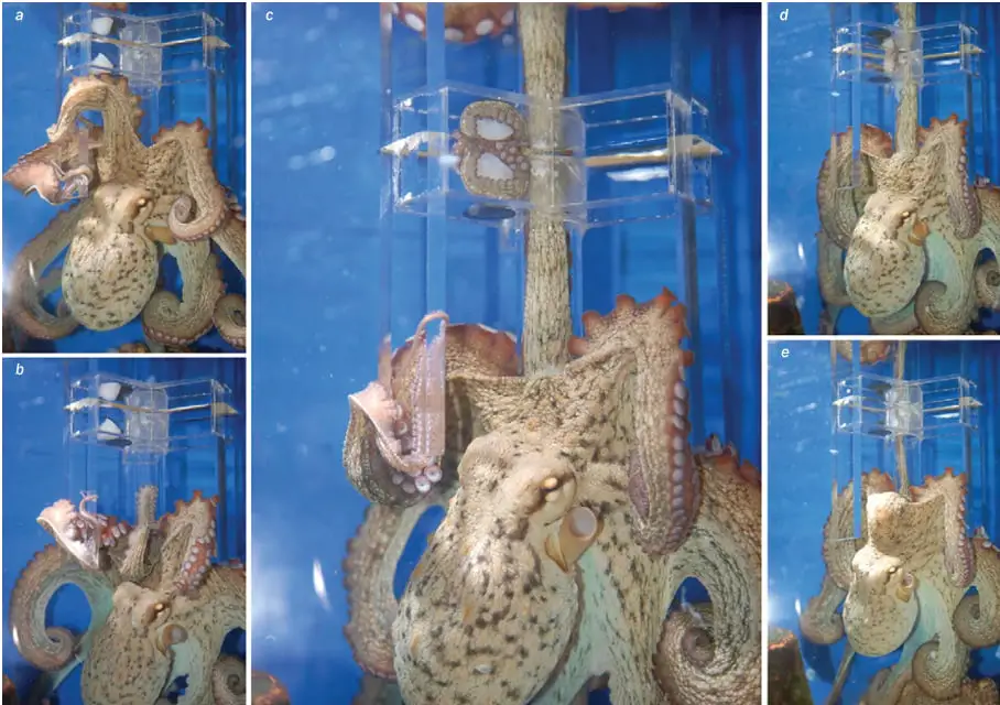 Photos of octopuses reaching for food in a maze, from Gutnick et al.