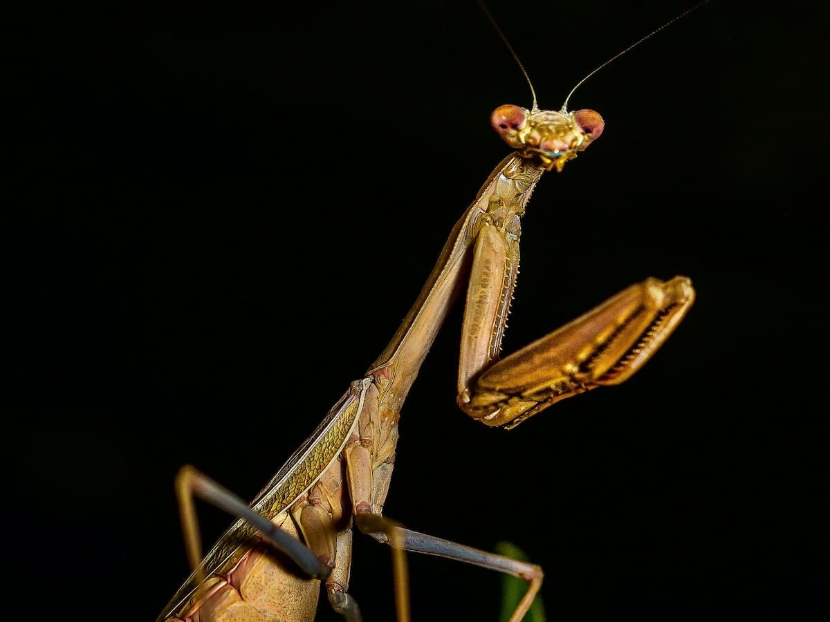 Photo of praying mantis