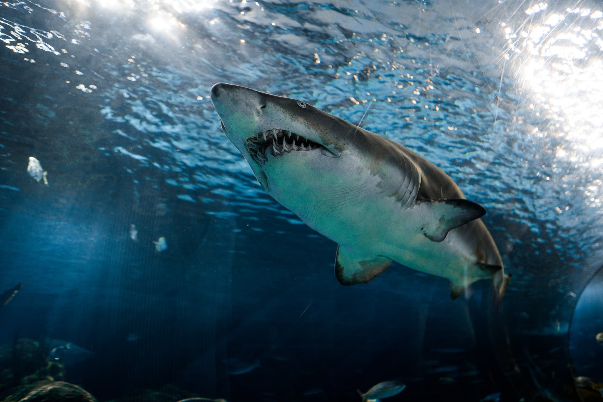 Photo of great white shark showing teethjaws