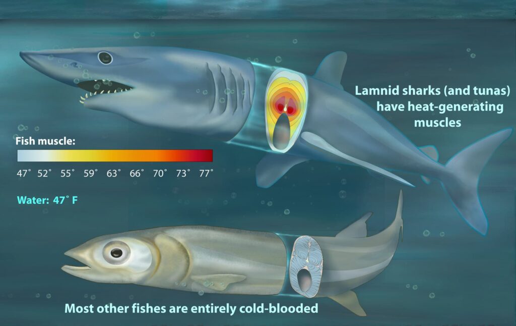 Illustration of the heat-generating muscles of lamnid sharks. [CREDIT: Zina Deretsky, National Science Foundation]