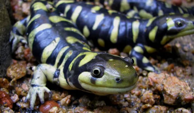 Photo of tiger salamanders