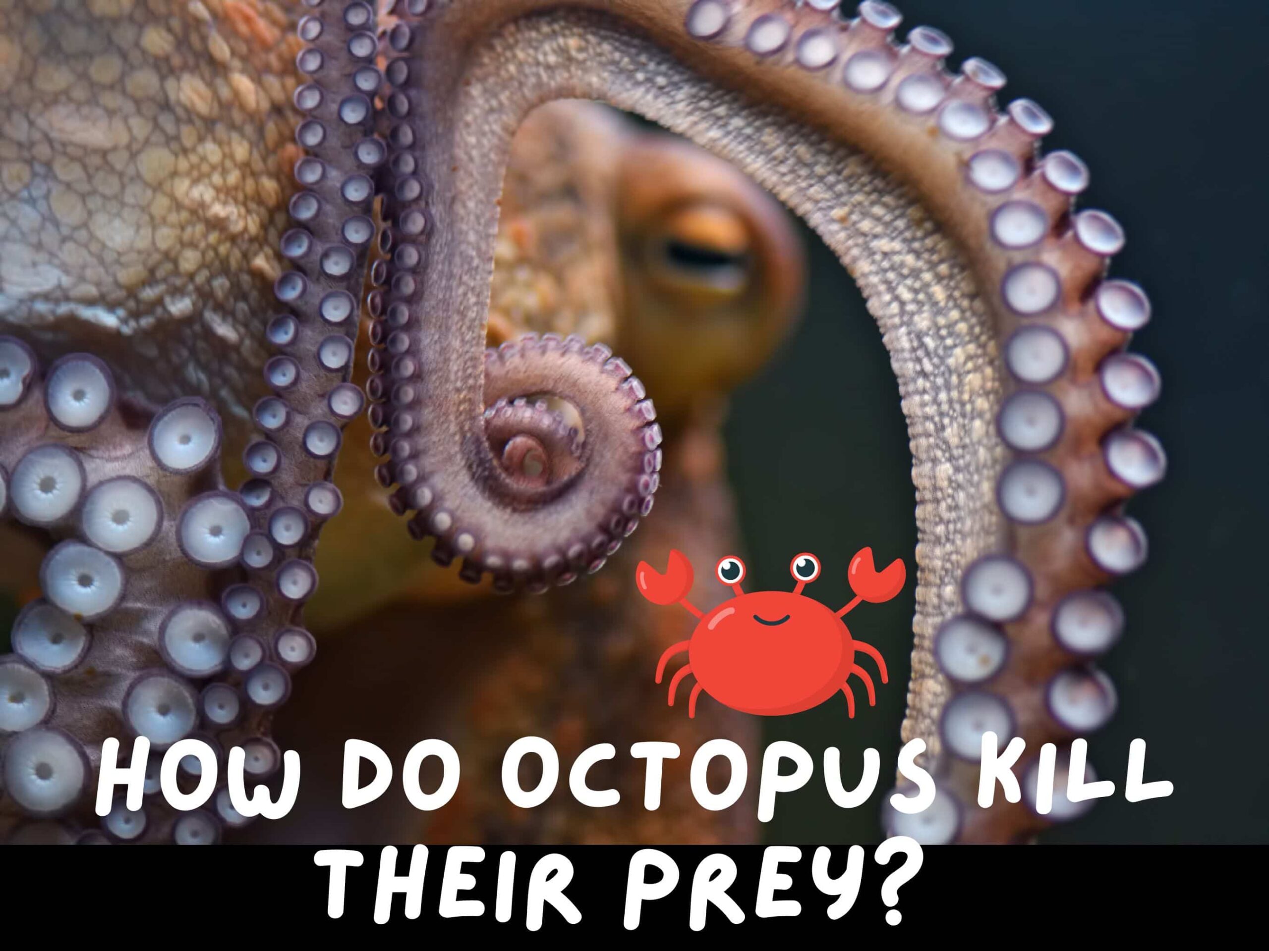 Picture of octopus and cartoon crab with title, "how do octopus kill their prey?"