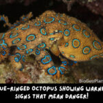 photo of blue-ringed octopus showing rings