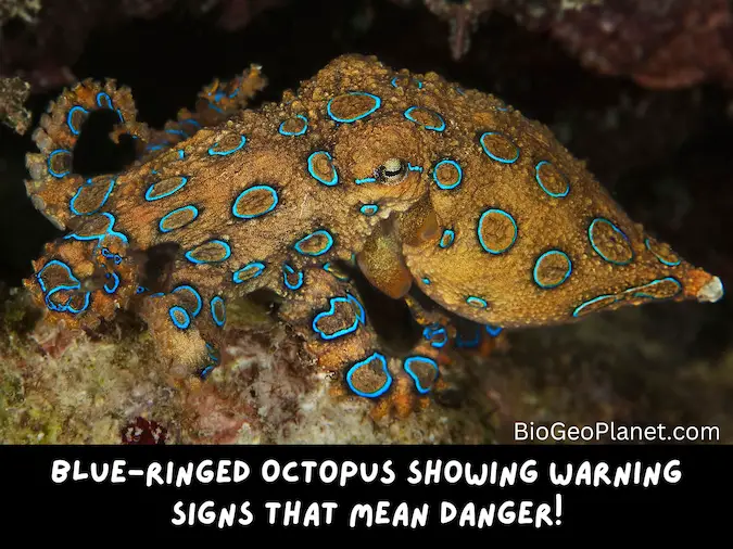 Photo of blue-ringed octopus with bright blue rings warning that it is ready to defend itself. This is the only octopus species with enough deadly venom to kill a human.