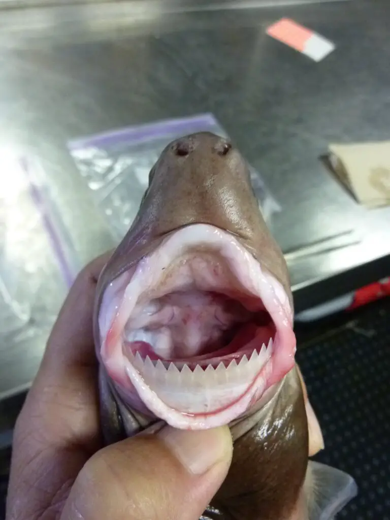 Photo of cookiecutter shark showing impressive teeth.