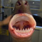Photo of cookiecutter shark showing impressive teeth