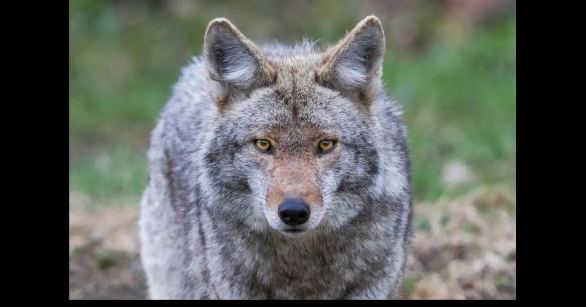 Coyote staring into camera