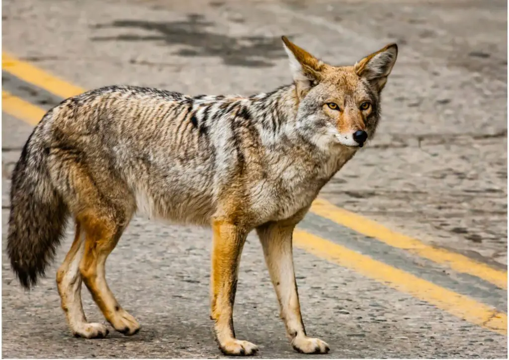 Coyote standing on roadway