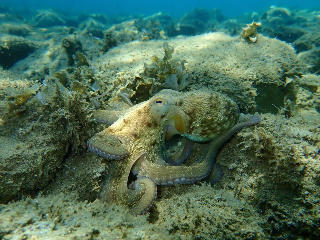 Octopus on seafloor