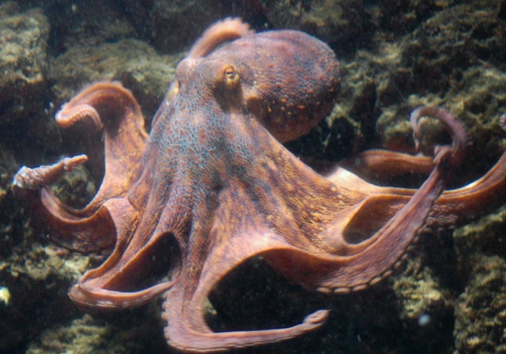 Large octopus on the seafloor