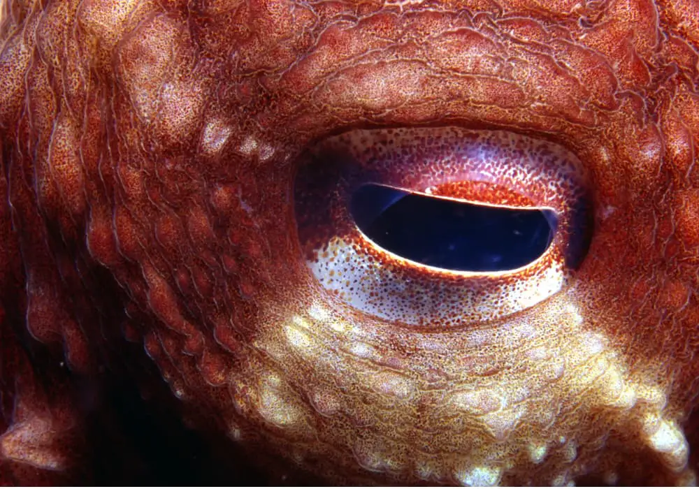 Octopus eye close-up showing pupil