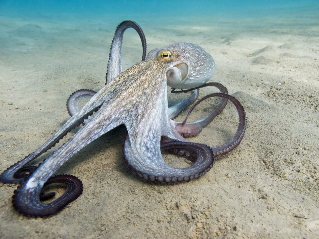 Octopus crossing sand