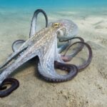 Octopus crossing sand