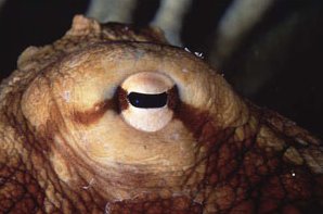 Close up of octopus eye