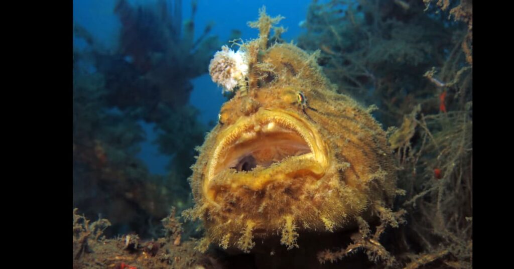 Deep sea Anglerfish with mouth open