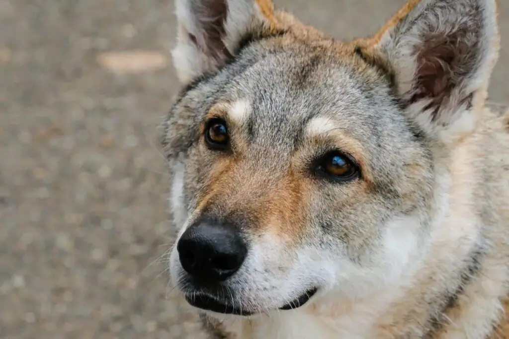 Saarloos wolf dog; close up of head