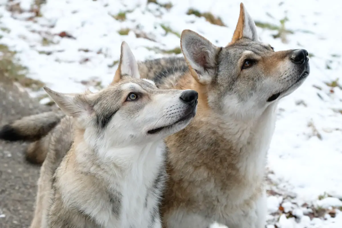 Pair of Saarloos wolf dogs