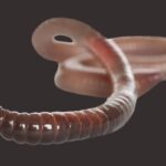 Earthworm closeup
