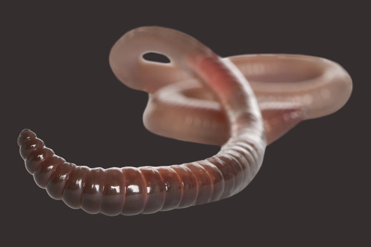 Earthworm closeup